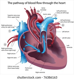 Pathway of blood flow through the heart