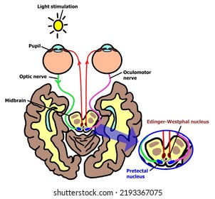 The Pathway Of Pupillary Light Reflex Response In Pupillary Examination.