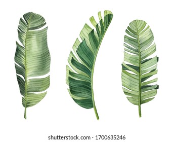 Pattern with beautiful watercolor tropical leaves. Tropics. Realistic tropical leaves.  Isolated on white background.