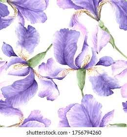 pattern lilac watercolor iris flowers close-up on a white background