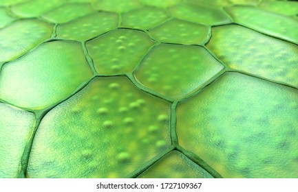 Pattern Of Plant Cells With Nucleus And Membrane - 3d Illustration