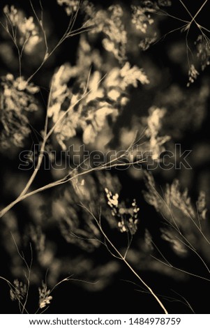 Similar – Grasses, plants and flowers in a field backlit by the evening sun