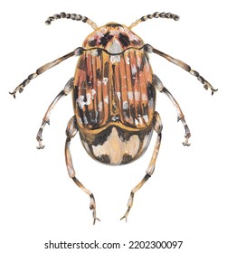 Pea Weevil Bug Gouache Illustration Hand Painted Artwork Isolated On White Background