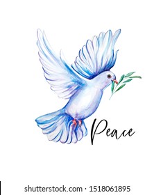 Peace Bird, Dove, Art, Water Color Drawing