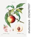 Peach (1801–1819) by Pierre-Joseph Redouté. Vintage Redoute’s fruit art, flower drawing illustration, old Pierre-Joseph Redoute’s fruit painting, botanical art print.