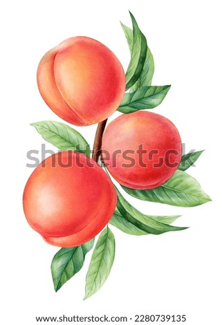 Peach fruits, branch with leaves. watercolor botanical painting hand drawing, isolated on white background