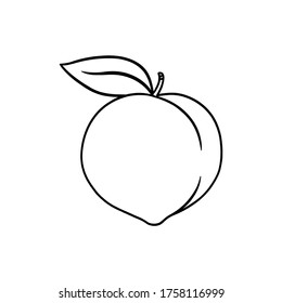 Peach Outline Illustration On White Background; Isolated Fruit Black And White Drawing