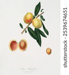 Peach (Persica amygdalus) from Pomona Italiana (1817 - 1839) by Giorgio Gallesio. Vintage Peach botanical art illustration, old Peach branch painting, Peach fruit art print.