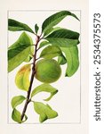 Peach (Prunus Persica) (1909) by James Marion Shull. Fruit green peach illustration. Vintage peach fruit art drawing illustration, old painting art print of fruit plant.