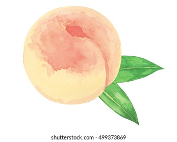 Peach. Watercolor Painting On White Background.