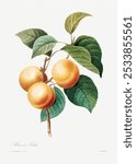 Peaches by Pierre-Joseph Redoute (1759-1840). Vintage peach fruit watercolor illustration, art drawing, old watercolor illustration.