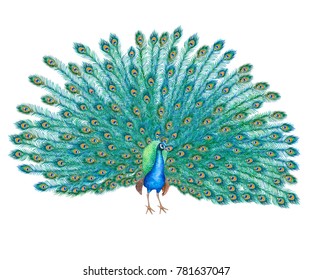 Peacock bird with lush tail isolated on white background. Watercolor. Illustration. Clip-art. Handmade