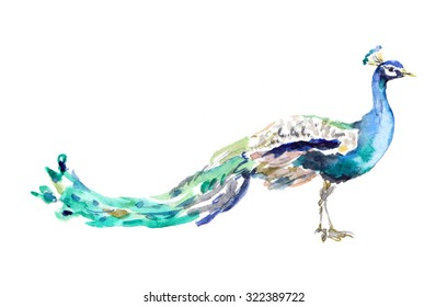 Peacock Bird. Watercolor