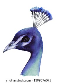 Peacock, colorful head with a crown of feathers. Isolated watercolor illustration