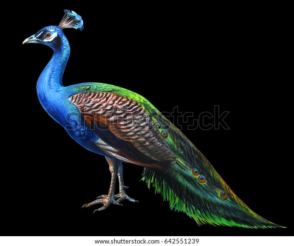 Ilustrasi Stok Peacock Drawing Realistic On Black Background 642551239