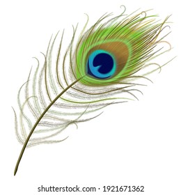 Peacock Feather Realistic In Boho Style. Luxury Design.