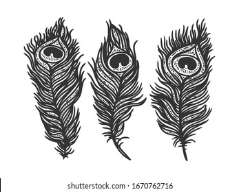 Peacock Feather Drawing High Res Stock Images Shutterstock