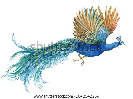 peacock in flight . watercolor illustration