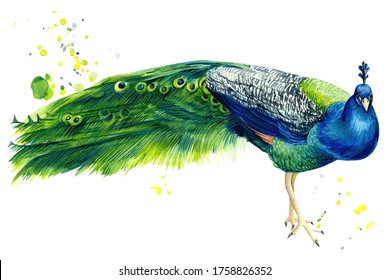 Peacock an isolated white background  beautiful bird watercolor  hand drawing