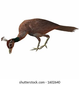 Peahen