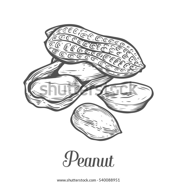 ピーナッツナッツ種子 白い背景に ピーナッツバターの食材 レトロなビンテージスタイルの手描きのピーナッツイラスト 有機食品 化粧品 処理成分 のイラスト素材