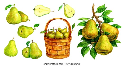 Pear in a basket, pear with a leaf, pears on a branch. Set of watercolor illustrations for labels, menus, or packaging design.