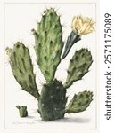 Pear Cactus in Bloom (1683) by Herman Saftleven. Vintage art drawing illustration, old painting art print. Vintage drawing of cactus or cacti with yellowish white flower.