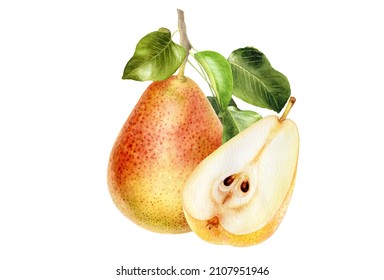Pear cut watercolor illustration isolated on white background