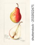 Pear (Pyrus Communis) (1908) by Amanda Almira Newton.  Vintage pear fruit art drawing, art print, old illustration, pear fruit painting.