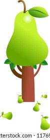pear tree