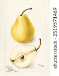 Pears (Pyrus Communis) (1904) by Bertha Heiges. Pears fruit watercolor painting, fruit watercolor illustration. Vintage pears art drawing illustration, old pears painting art print.