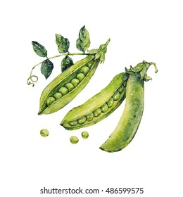 Peas. Watercolor Illustration.