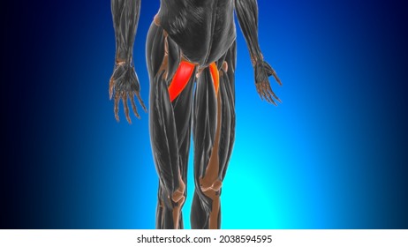 354 Pectineus muscle Images, Stock Photos & Vectors | Shutterstock