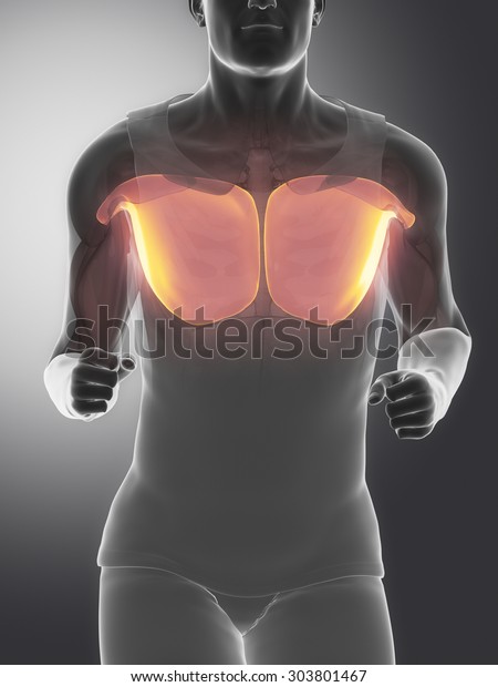 Pectoralis Major Human Muscle Anatomy Stock Illustration 303801467