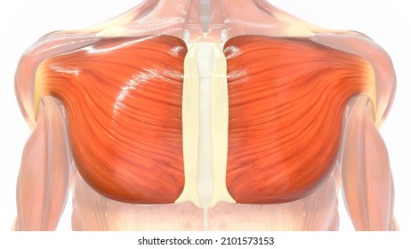 Pectoralis Major Muscle Anatomy 3d Illustration