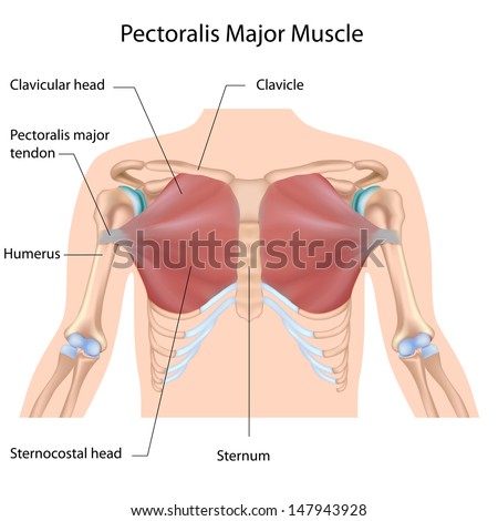 pectoralis major muscle labeledのイラスト素材 147943928 shutterstock