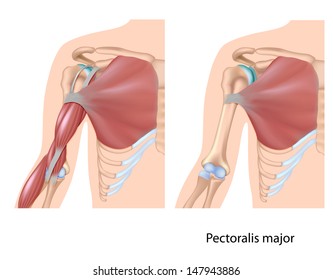 Pectoralis Major Muscle, Unlabeled 