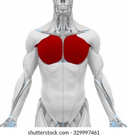 Pectoralis Major - Muscles Anatomy Map