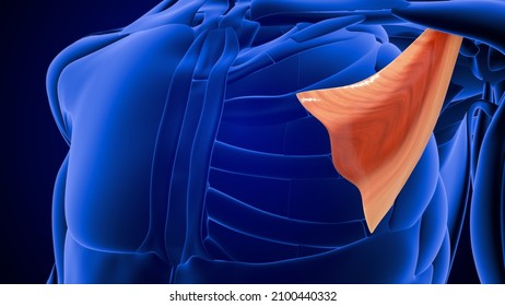 Pectoralis Minor Anatomy 3d Illustration