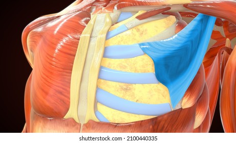 Pectoralis Minor Anatomy 3d Illustration