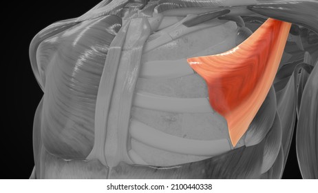 Pectoralis Minor Anatomy 3d Illustration