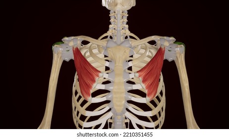 Pectoralis Minor Anterior View.3d Rendering