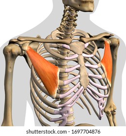 Pectoralis Minor Muscles Isolated Anterior View Stock Illustration ...