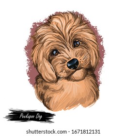 Peekapoo Dog Digital Art Illustration Isolated On White. Cute Canine Puppy Animal, Pet Shop Emblem, T-shirt Print Design. Mixed Breed Of Pekingese And Poodle, White Puppy Hand Drawn Portrait