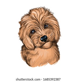 Peekapoo Dog Digital Art Illustration Isolated On White. Cute Canine Puppy Animal, Pet Shop Emblem, T-shirt Print Design. Mixed Breed Of Pekingese And Poodle, White Puppy Hand Drawn Portrait