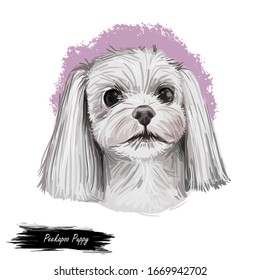 Peekapoo Puppy Digital Art Illustration Isolated On White. Cute Canine Dog Animal, Pet Shop Emblem, T-shirt Print Design. Mixed Breed Of Pekingese And Poodle, White Puppy Hand Drawn Portrait