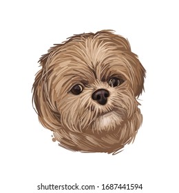 Pekapoo Dog Cross Breed Of Pekinese Or Pekingese And Poodle Isolated On White. Digital Art Illustration Of Hand Drawn Cute Home Pet Portrait, Puppy Head, Rear Mixed Poodle Crossbreed, T-shirt Print