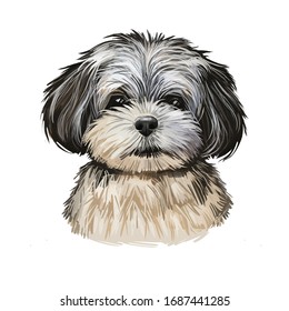 Pekapoo Puppy Cross Breed Of Pekinese Or Pekingese And Poodle Isolated On White. Digital Art Illustration Of Hand Drawn Cute Home Pet Portrait, Dog Head, Rear Mixed Poodle Crossbreed, T-shirt Print