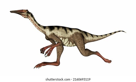 Pelecanimimus dinosaur running fast head up - 3D render