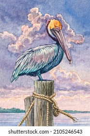 Pelican bird. Tropical wildlife animals. Watercolor painting. Acrylic drawing art. A piece of art. 